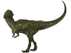 Pachycephalosaurid: Stegoceras was a herbivorous dinosaur that lived during the