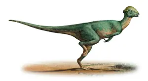 Pachycephalosaurid: Stegoceras validus, a prehistoric era dinosaur