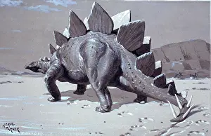 Neave: Stegosaurus