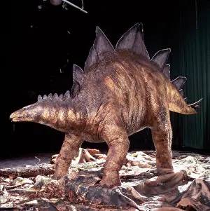 Thyreophoran: Stegosaurus