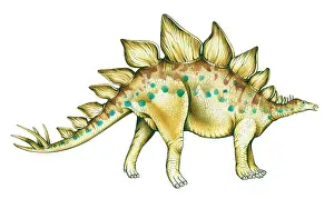 Thyreophoran: Stegosaurus