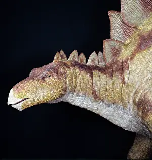 Thyreophoran: Stegosaurus