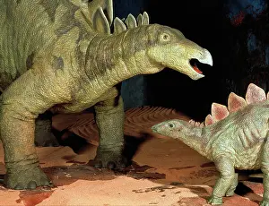Stegosaur: Stegosaurus