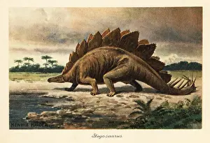 Late Jurassic: Stegosaurus armatus of the Late Jurassic