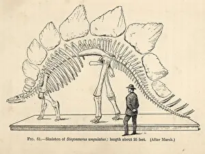 Smit: Stegosaurus armatus skeleton