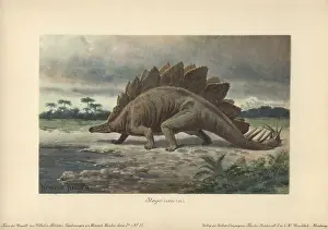Spikes: Stegosaurus armatus is a type of armored dinosaur
