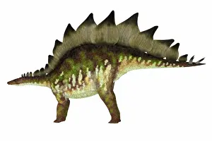 Stegosaurus: Stegosaurus armored dinosaur, side view on white background