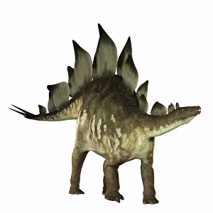 Stegosaurus: Stegosaurus dinosaur