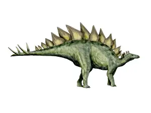 Stegosaurus: Stegosaurus dinosaur