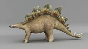 Kimmeridgian: Stegosaurus dinosaur, colored background