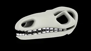 Bones: Stegosaurus dinosaur skull