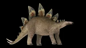 Kimmeridgian: Stegosaurus dinosaur, side view on black background