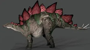 Kimmeridgian: Stegosaurus dinosaur, side view on gray background