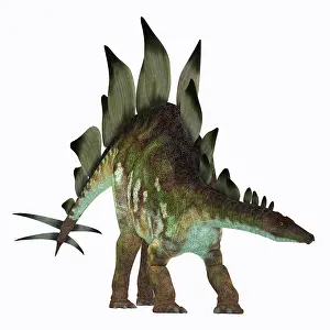 Stegosaurus: Stegosaurus dinosaur on white background