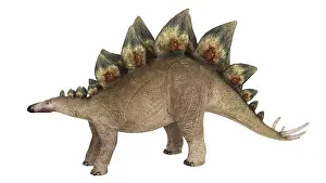 Kimmeridgian: Stegosaurus dinosaur, white background