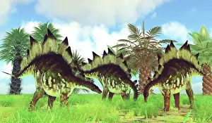 Stegosaurus: Stegosaurus dinosaurs grazing on plants during