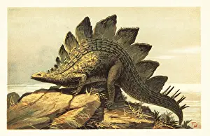 Late Jurassic: Stegosaurus, extinct genus of herbivorous dinosaur