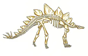 Thyreophoran: Stegosaurus skeleton