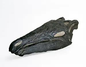 Thyreophoran: Stegosaurus skull