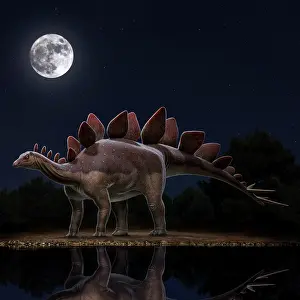Moonlight: Stegosaurus stenops dinosaur at night