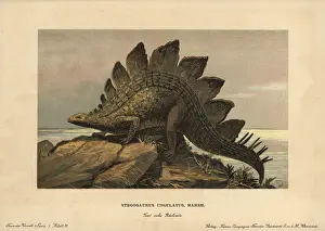 Tiere: Stegosaurus ungulatus, extinct ground-dwelling