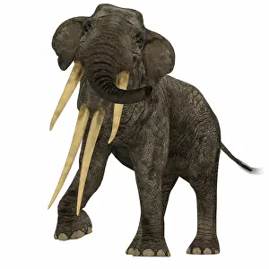Miocene: Stegotetrabelodon primitive elephant