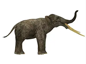 Elephantidae: Stegotetrabelodon primitive elephant, side profile