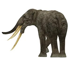 Miocene: Stegotetrabelodon primitive elephant, rear view
