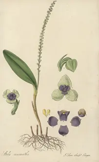 Figured: Stelis micrantha orchid