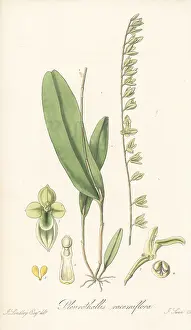 Nurseryman: Stelis multirostris orchid