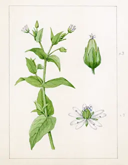 Lupton: Stellaria aquatica - water chickweed