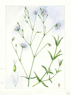 Stitchwort: Stellaria graminea - lesser stitchwort
