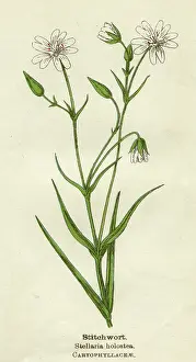 Stitchwort: STELLARIA HOLOSTEA