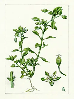Dora: Stellaria media - chickweed