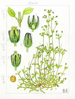 Stamens: Stellaria pallida - lesser chickweed
