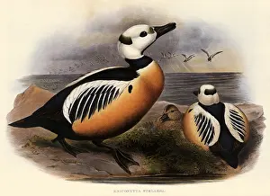 Stelleri: Steller's Duck, Polysticta stelleri, Eniconetta stelleri