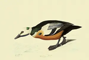 Stelleri: Steller's Eider