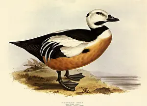 Stelleri: Steller's Eider, Polysticta stelleri
