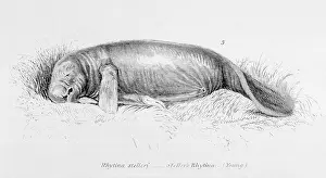 Bering: STELLER'S SEA-COW