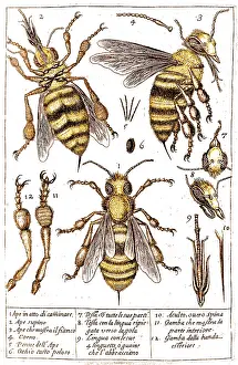 Segments: Stelluti's Microscopic Bee Drawings, 1630