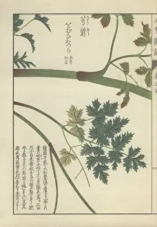 Color Printed: Stem and pale and dark green leaf fronds of