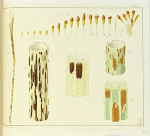 Unfinished: Stem rust, Puccinia, wheat, Triticum aestivum