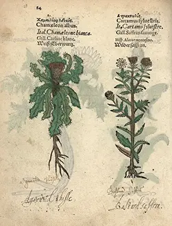 Lonicer: Stemless carline thistle, Carlina acaulis