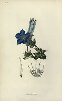 Gentian: Stemless gentian, Gentiana acaulis