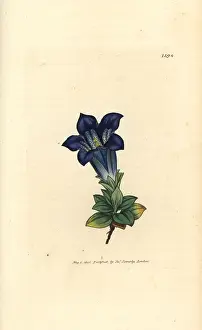 Gentian: Stemless gentian, Gentiana acaulis