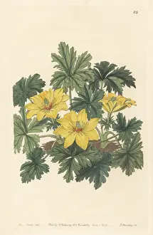 John Lindley: Stemless globeflower, Trollius acaulis