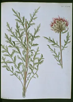 Asterales: Stemmacantha uniflora