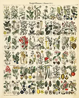 Allgemeine: Stemmed plants