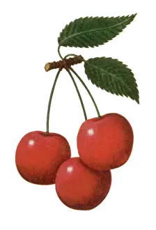 Ripe: Stemmed Red Cherries