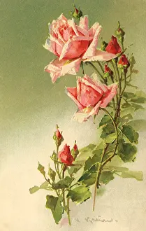 Klein: Stems of Pink Roses